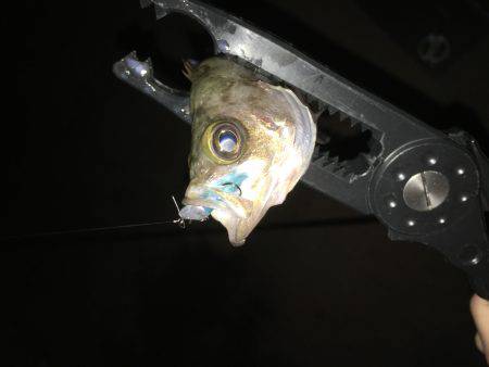 近所でメバリング！