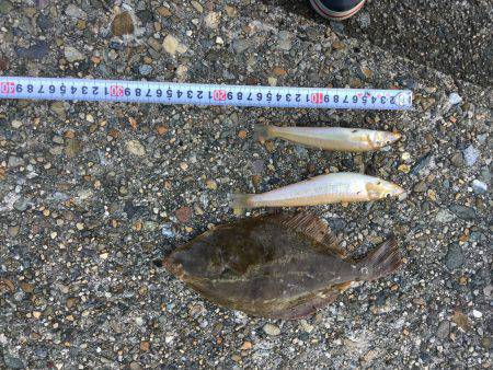 シーバスロッドで投釣