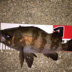 今宵はマイポイントメバリング