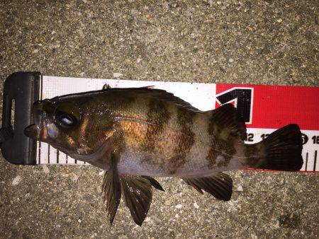 今宵はマイポイントメバリング