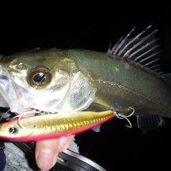 チーバス入れ食い
