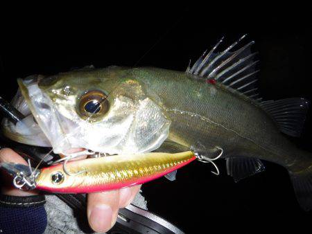 チーバス入れ食い