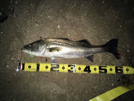 バチ抜けー？！