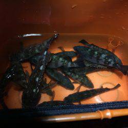 メバルの釣行アジ