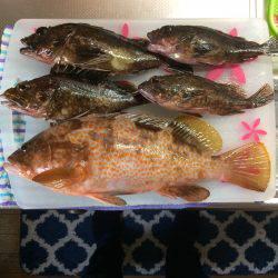 久行の釣行でアコウゲット