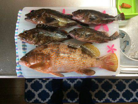 久行の釣行でアコウゲット