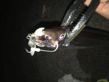 春タチキター！