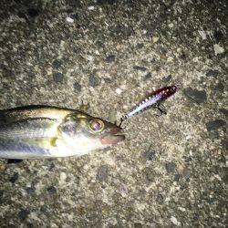 釣って貰う難しさσ^_^;