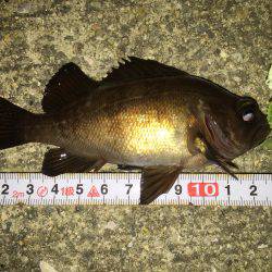 今宵もメバル調査＼(^o^)／