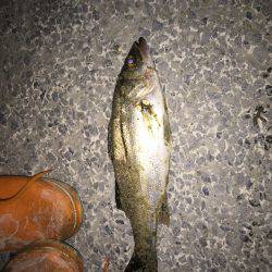 バチバチ11 クルクルバチ