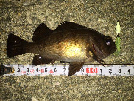 今宵もメバル調査＼(^o^)／