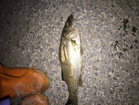 バチバチ11 クルクルバチ