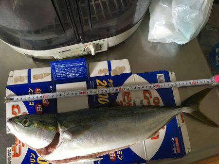 今年の初、青物