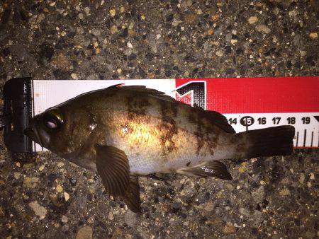 謎のビッグバイト？な、何だ…^^;