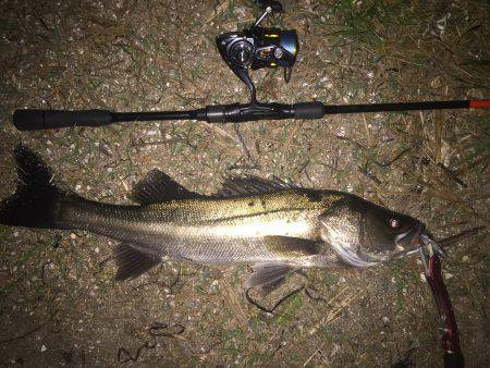 久しぶりにシーバス釣行