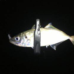 流行りの暗闇アジング