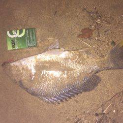 チニング やっと釣れた！