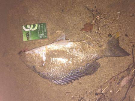 チニング やっと釣れた！