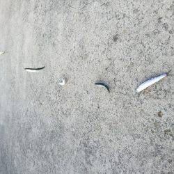 サビキリベンジ