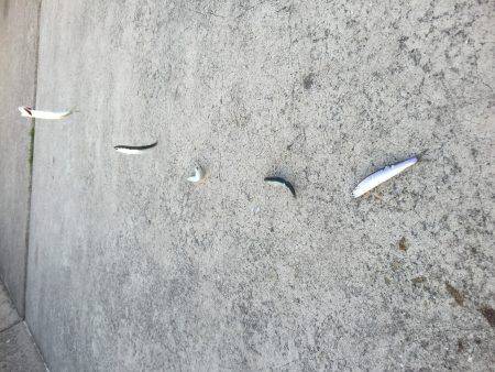 サビキリベンジ