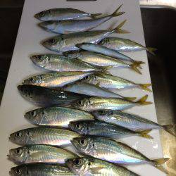 今年初めてのアジ釣り