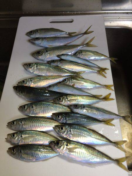 今年初めてのアジ釣り