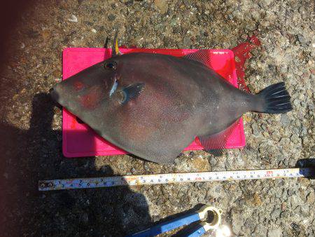 ウマヅラハギ君達