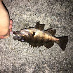 サイトフィッシング