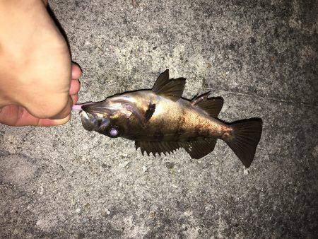 サイトフィッシング