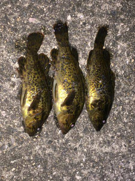 テキサスリグ縛り