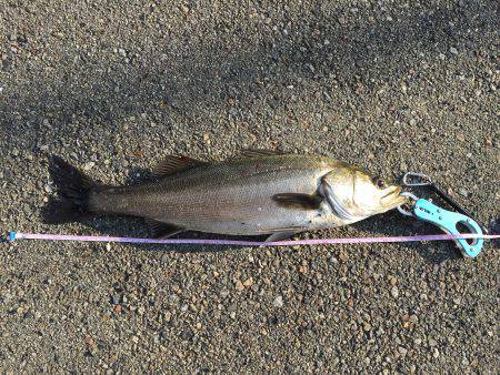 神戸湾奥にて、シーバス