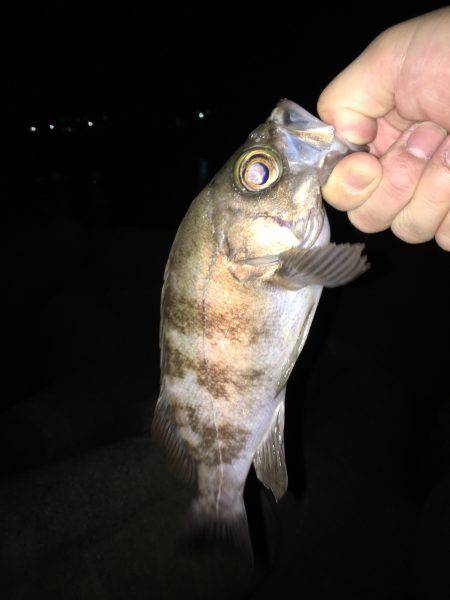 久しぶりの良型☆