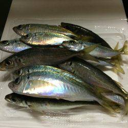 連チャンでアジ釣り