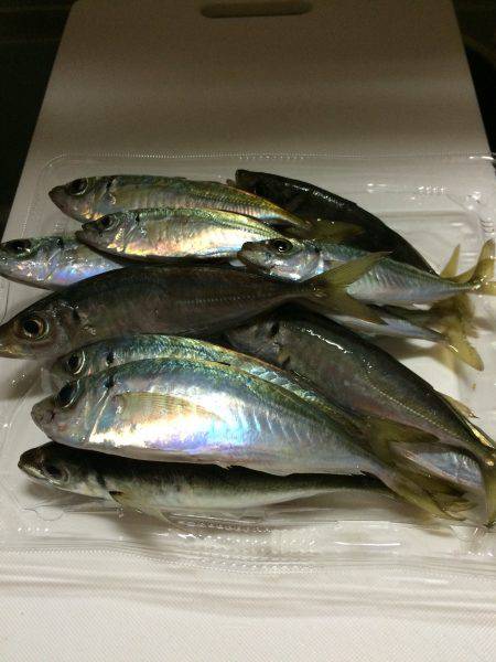 連チャンでアジ釣り