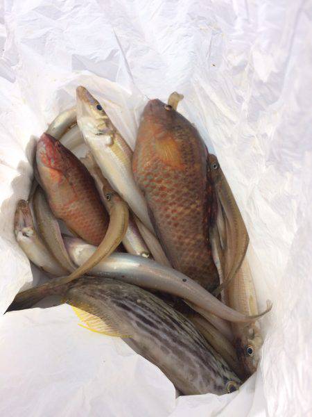 キス！ベラ！カワハギ！