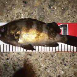 ご機嫌ななめなメバちゃん達