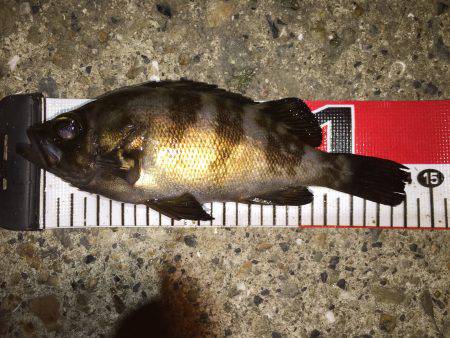 ご機嫌ななめなメバちゃん達