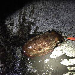 アオリイカを求めて