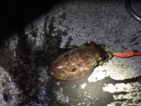 アオリイカを求めて