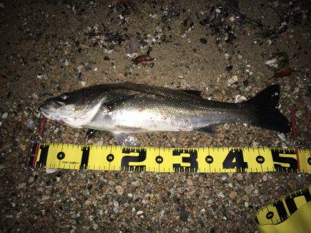 まだまだバチ抜け～(*´︶`*)