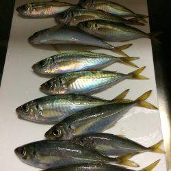 アジ釣り３連チャン