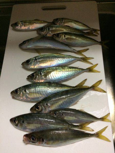 アジ釣り３連チャン