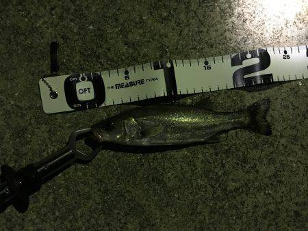 メバリングの旅