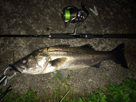 尼崎河川、バチ抜け調査