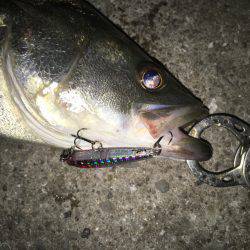 連日連夜絶好調の舞洲からの淀川V(^_^)V