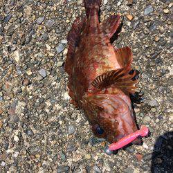 ロックフィッシュフィッシング