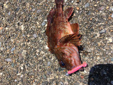 ロックフィッシュフィッシング