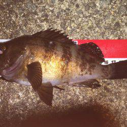 アジ狙いで…^^;