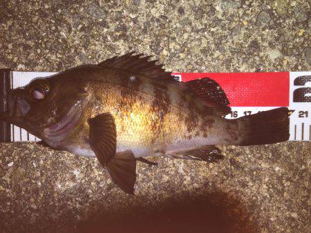 アジ狙いで…^^;