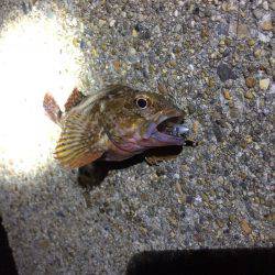 マイクロワインドでロックフィッシュ